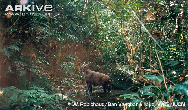 Sao la, loài động vật cực quý hiếm ở Việt Nam (Ảnh: W. Robichaud).