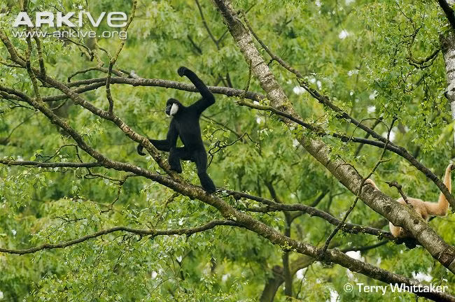 Vượn đen má trắng di chuyển điệu nghệ trên cành cao (Ảnh: Terry Whittaker).