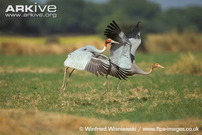 Sếu đầu đỏ, một loài động vật hoang dã Việt Nam nằm trong diện được bảo tồn gắt gao. (Ảnh: Winfried Wisniewski).