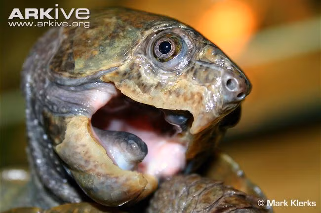 Cận cảnh rùa đầu to ở Việt Nam (Ảnh: Mark Klerks)