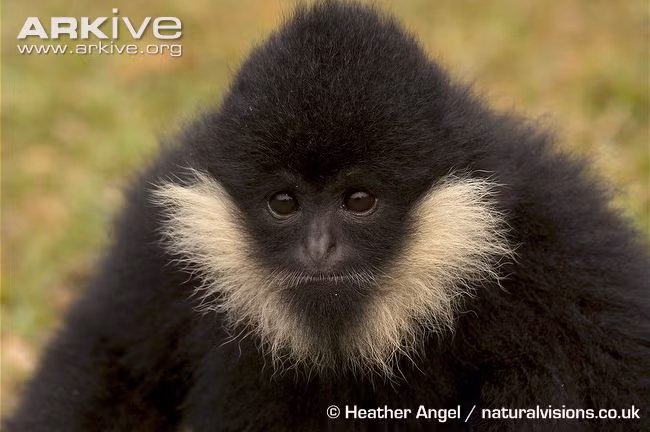 Vượn má trắng làm duyên (Ảnh: Heather Angel)