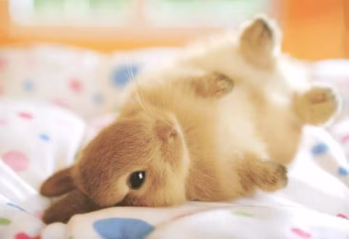 Giống thỏ ngọc mini là một trong những giống thỏ rất được lòng dân chơi thú cảnh Việt ngay từ khi mới xuất hiện trên thị trường. Với đôi tai ngắn, mặt tròn, nhỏ con và nhẹ cân, thỏ ngọc mini khiến người nuôi thú cảnh "phải lòng" ngay từ cái nhìn đầu tiên.