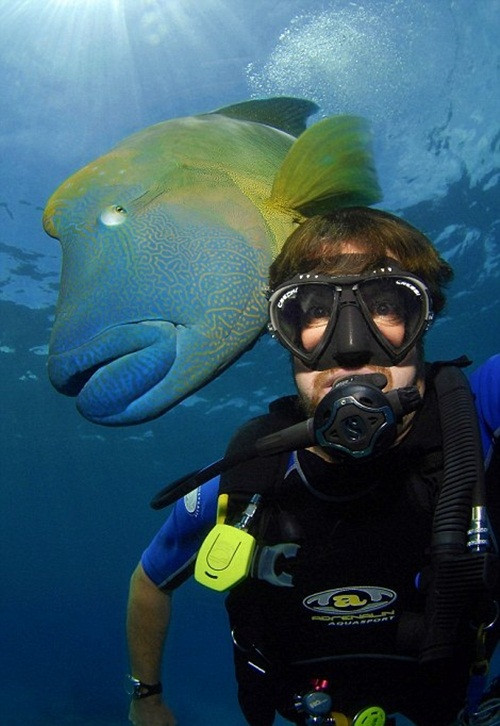 Theo nghiên cứu, cá bàng chài vân sóng là loài cá lớn nhất sinh sống ở các rạn san hô, có tuổi thọ vượt qua 20 năm. (Nguồn Dailymail)