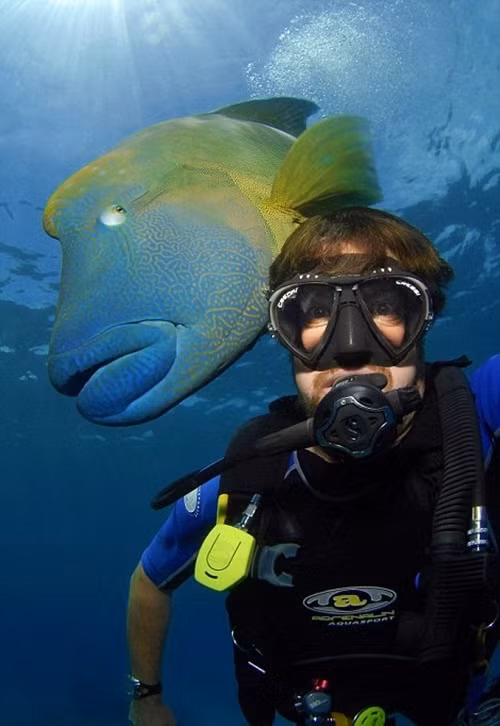 Theo nghiên cứu, cá bàng chài vân sóng là loài cá lớn nhất sinh sống ở các rạn san hô, có tuổi thọ vượt qua 20 năm. (Nguồn Dailymail)