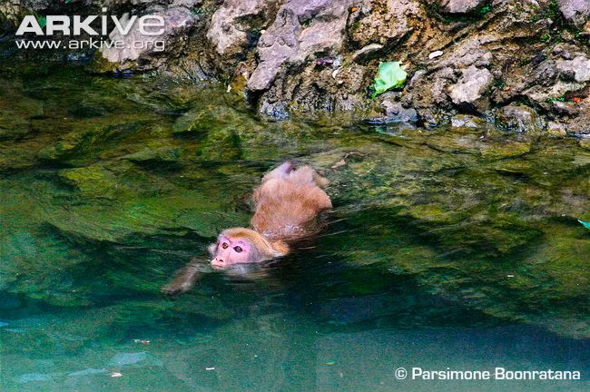 Khỉ Assam bơi lội (Ảnh: Parsimone Boonratana)