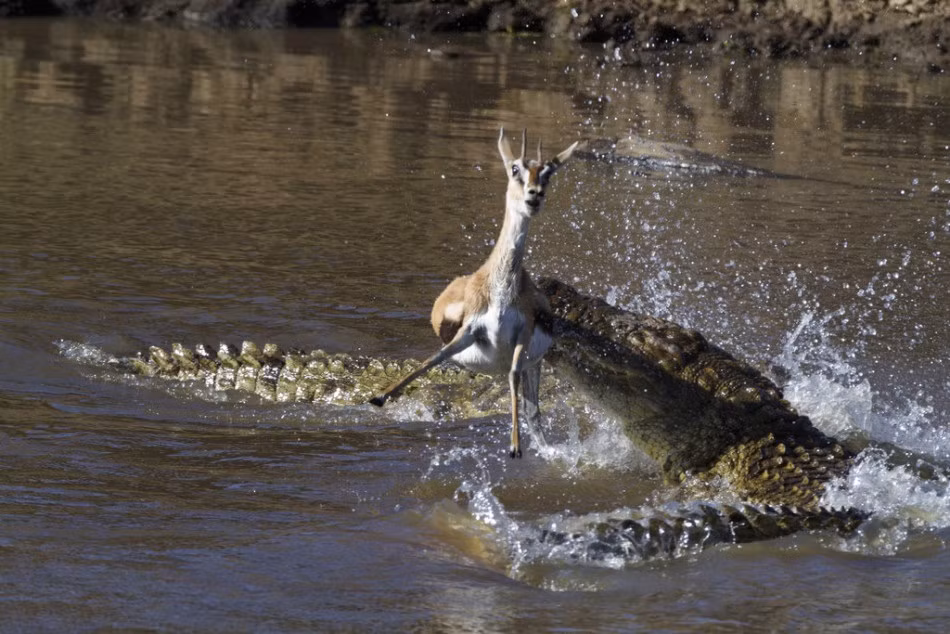 Cá sấu tử thần không phân biệt linh dương thường và linh dương mang thai. Bất cứ một con mồi nào của nó rơi vào vòng xoáy chết chóc dưới nước đều sẽ làm mồi ngon cho cá sấu. (Nguồn Sina)