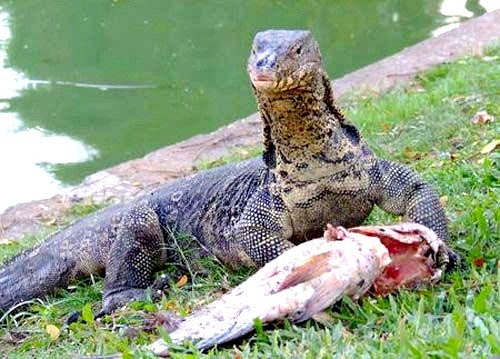 Không giống như kỳ đà sống trong môi trường nuôi nhốt, trong tự nhiên hoang dã, kỳ đà hiếm khi xuất hiện vào ban ngày. Tập tính sinh hoạt của chúng là vào ban đêm. Cứ đêm kỳ đà mới mò đi kiếm ăn, còn ngày thì ngủ lấy lại sức. (Nguồn Sina)