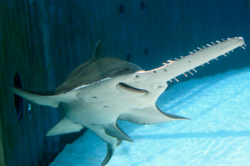 Là loài cá đáy có kích thước lớn nhưng cá đao răng nhỏ bơi lội chậm chạp và thường qua lại trong vùng gần bờ và cửa sông nên dễ bị lưới quét được. Tuy vậy, loài cá này rất hiếm xuất hiện do số lượng loài đang ở mức báo động.