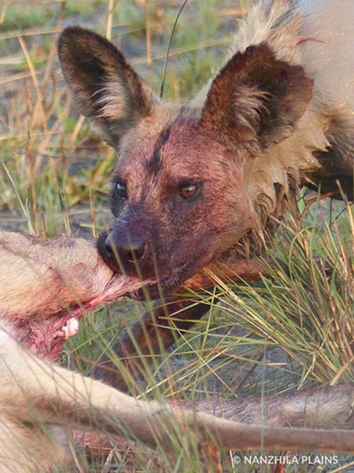 Mặc dù kích thước nhỏ hơn nhiều so với linh dương nhưng chó hoang châu Phi lại sở hữu bản năng săn giết, tốc độ và sự kiên nhẫn hiếm có. Liên tục truy đuổi và chờ đợi đến khi linh dương kiệt sức, chấp nhận buông xuôi, chó hoang mới tung hết sức để ra đòn quyết định, hạ gục con mồi. (Nguồn Africa Geographic)