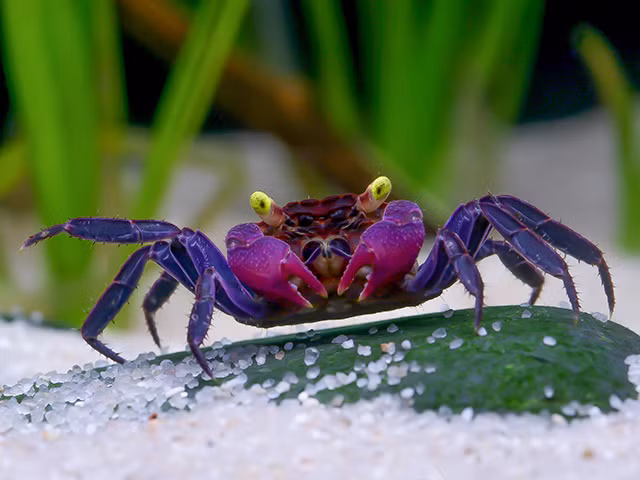 Cua ma cà rồng cũng có nhiều màu sắc khác nhau trong đó loài cua ma thân tím, mắt vàng trông đáng sợ nhất. Mặc dù vậy đây là loài động vật khá nhút nhát có thể nuôi bán cạn.