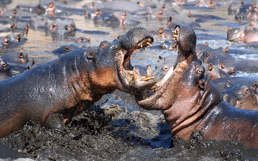 Khi đã lao vào một cuộc chiến, hà mã không bao giờ biết nể nang cho dù đối thủ là đồng loại của mình. (Nguồn Sina)