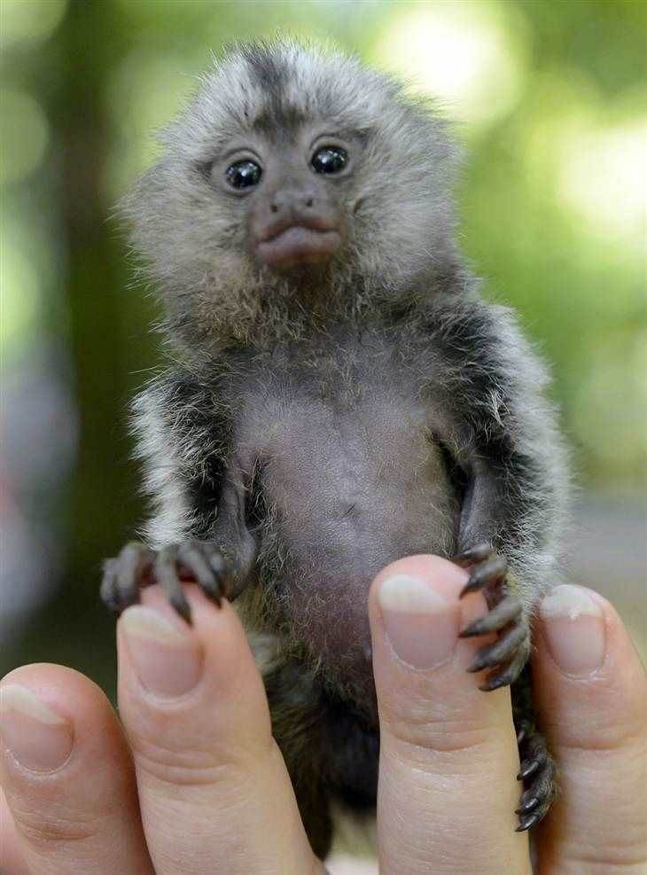 Khỉ đuôi sóc hay khỉ Marmoset là một loài khỉ nhỏ rất đặc biệt, có nguy cơ tuyệt chủng cao cho đến khi có phong trào nuôi loài này như thú cưng. Do là loài thú hoang dã không thể thuần hóa nên người nuôi không thể lường trước được lúc chúng tấn công chủ, đặc biệt trong thời kỳ giao phối chúng sẽ trở nên dữ tợn, nguy hiểm. Đây cũng là một trong những loài thú cưng nhập ngoại được yêu thích nhất, nổi tiếng nhất.