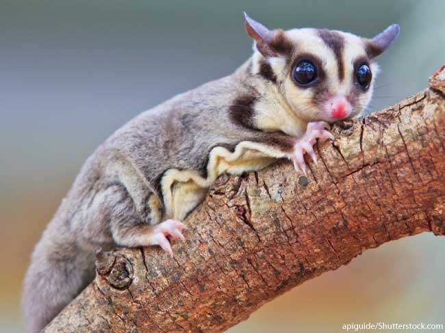 Theo các nhà sinh vật học, sóc bay thực ra là những sinh vật có túi, giống như chuột túi, nhờ màng liên kết giữa các chi mà chúng có thể dễ dàng di chuyển từ cây này qua cây khác. Hiện giá bán một cặp sóc bay Australia ở Việt Nam rơi vào khoảng 3,5 đến 4 triệu đồng.