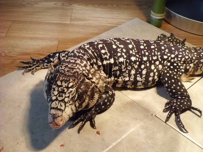 Thằn lằn béo Tegu hay còn gọi là quái vật béo bệu là một chi bò sát lớn có nguồn gốc Nam Mỹ. Hiện nay một số nơi nuôi chúng làm cảnh như một thú nuôi độc lạ, thể hiện đẳng cấp của người chơi vì chúng có giá đắt đỏ lại khá hung tợn, khó thuần. Hơn nữa, việc nuôi chúng cũng tốn kém hơn rất nhiều so với các loài bò sát cảnh khác.