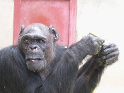 Để chắc chắn hơn, Wally Swett đã mời chuyên gia phân tích DNA John từ ĐH Trinity và Tiến sĩ Charleen Moore từ Trung tâm Khoa học Sức khỏe tới Khu bảo tồn tiến hành cuộc nghiên cứu chuyên sâu về thân thế của Oliver. Kết quả được công bố năm 1998 trên Tạp chí Nhân chủng học Mỹ khẳng định, Oliver thuộc một chủng tinh tinh thường phân bố nhiều ở miền Gabon thuộc vùng Trung - Tây Phi.