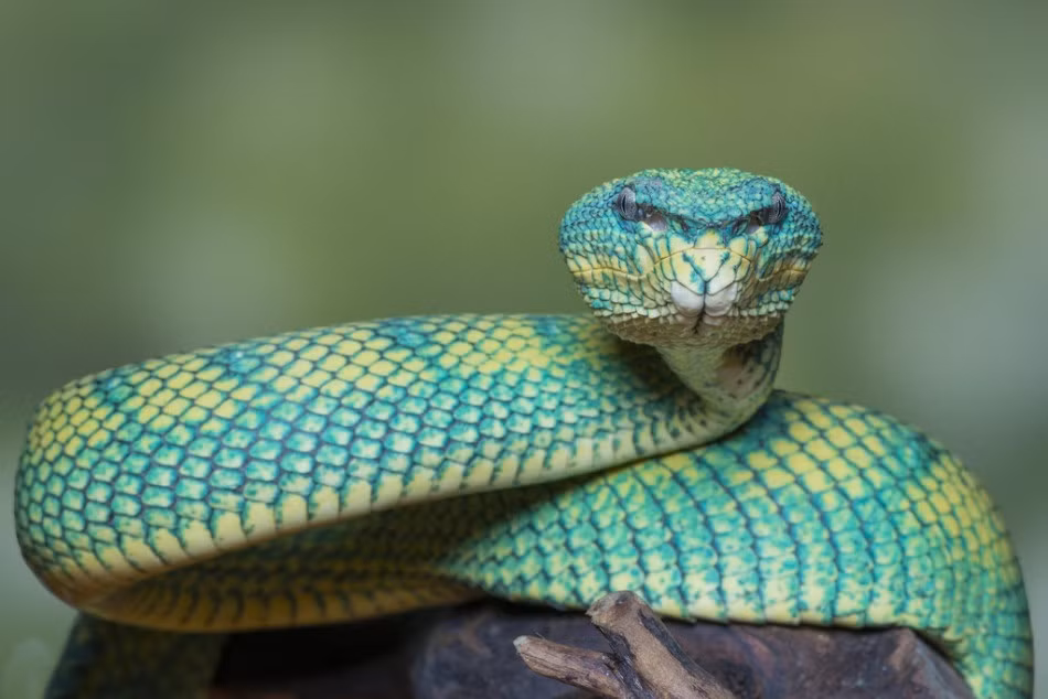 Trong thế giới tự nhiên hoang dã có một quy luật bất thành văn, những loài động vật nào càng có màu sắc rực rỡ lại càng độc, đặc biệt là loài rắn. (Nguồn Sina)