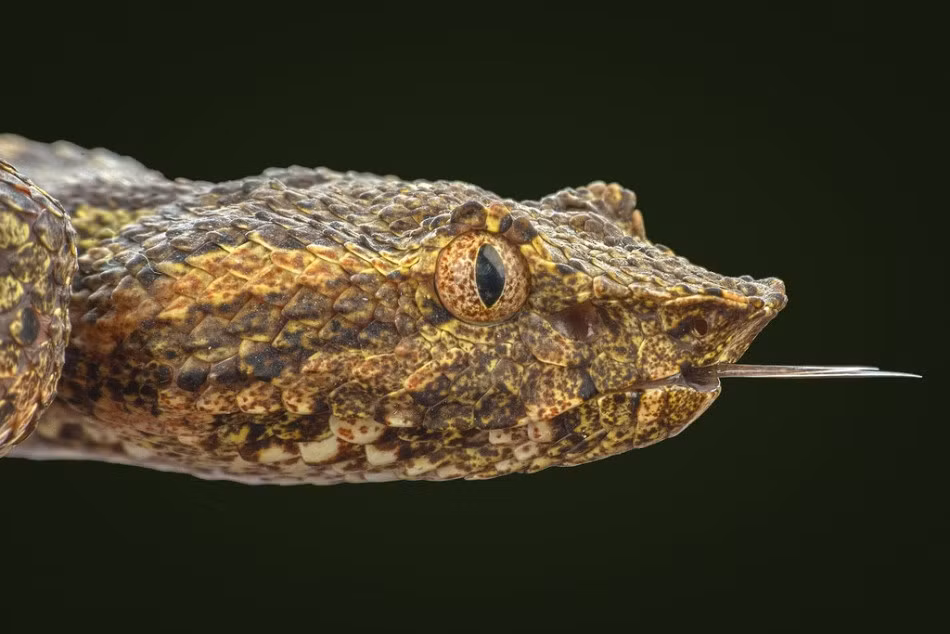 Bị đánh giá là loài động vật gian ác, nham hiểm, không từ mọi thủ đoạn để sinh tồn, những con rắn thường khiến người đời khinh ghét. (Nguồn Sina)