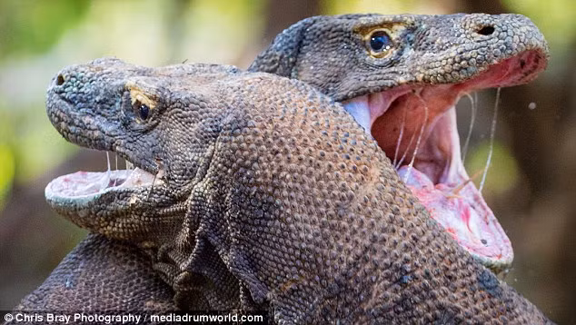 Chúng cũng được biết là loài rồng tàn bạo, khát máu khi có hành vi ăn thịt đồng loại. Ghê rợn hơn, rồng Komodo thường ăn thịt những con rồng non, không hề có sức tự vệ. (Nguồn Dailymail)