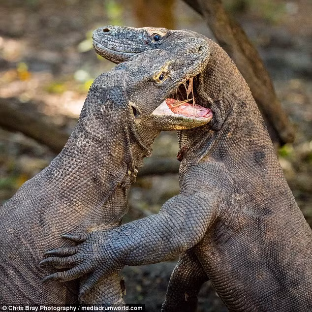 Sau hồi kịch chiến, cả hai con rồng đều quyết định tạm dừng để nghỉ ngơi lấy lại sức. Kết quả trận đấu bất phân thắng bại. (Nguồn Dailymail)
