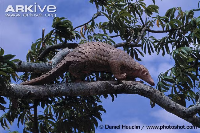 Hơn nữa, Pokemon Sandshrew có một lớp da vô cùng rắn chắc, lớp da này được biết cứng hơn cả bê tông. Khi bị rơi từ trên cao, nó có thể tự cứu mình bằng cách lập tức cuộn tròn thành quả bóng và nảy đi. Ở tư thế cuộn lại Sandshrew cũng làm đòn tấn công của đối phương bật ra vô hại nhờ lớp da cứng.