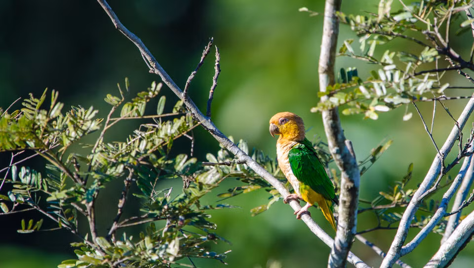 VẹtCaique, đây loài loài vẹt có thích thước nhỏ, màu sắc chủ đạo là xanh lá cây và vàng rất tươi sáng, điểm xuyết những điểm pha màu đáng yêu. IQ ở mức khá, không ồn ào, vẹt Caique chiếm được tình cảm của nhiều người chơi vẹt cảnh.