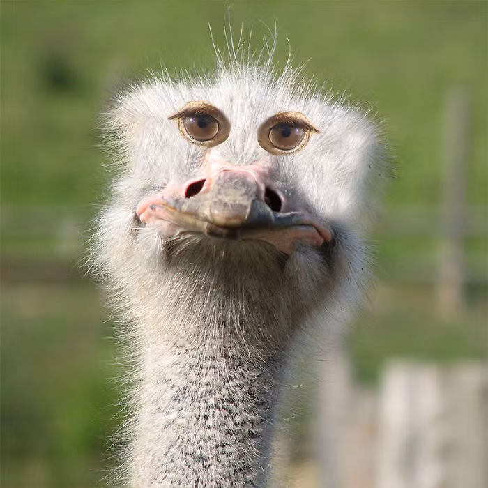 Đà điểu có vẻ ngoài kỳ cục với đôi mắt mọc phía trước. (Nguồn Bored Panda)