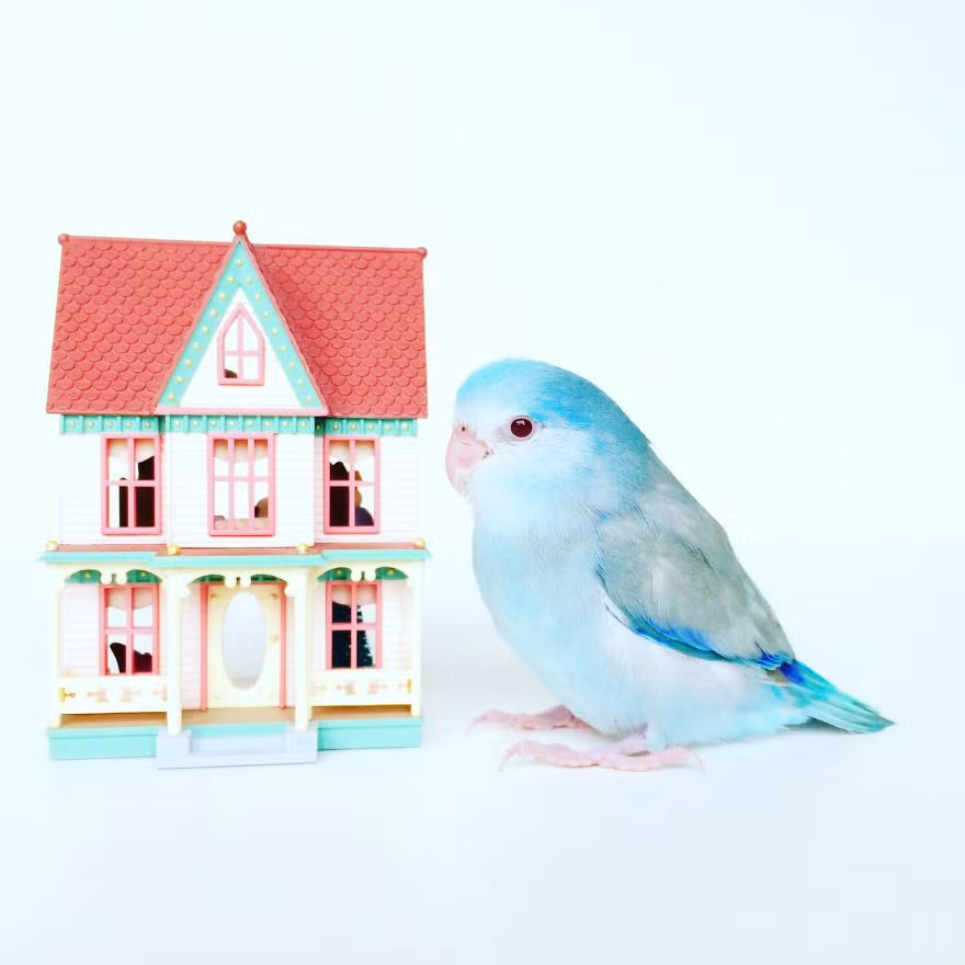 Chicken và Stan Lee thuộc loài chim Parrorlet, một trong những loài vẹt nhỏ thuộc Tân thế giới. Trong tự nhiên, loài vẹt này sống thành từng đàn rất lớn. (Nguồn Bored Panda)