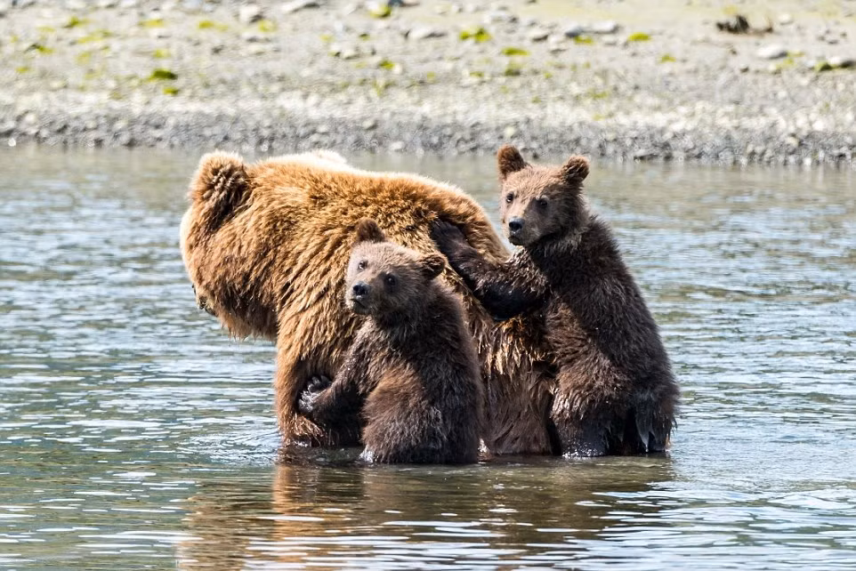 Dù chỉ qua một con lạch nhỏ nhưng hai chú gấu con vẫn rất sợ hãi. Do chỉ mới học bơi, chúng hoảng loạn bám chặt lấy mẹ không chịu rời xuống, tỏ rõ thái độ muốn được mẹ cõng khi sang sông.