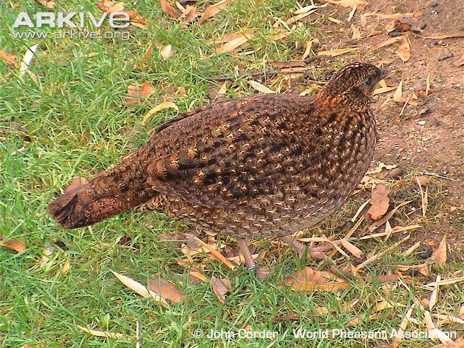 Gà lôi tía vị thành niên, chưa trổ hết mã. (Ảnh: John Corder).