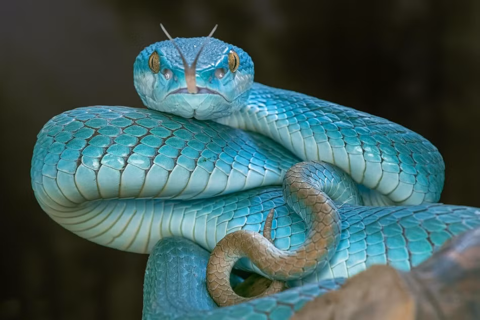 Do sử dụng phương pháp chụp ảnh macro, nhấn mạnh vào chủ thể của bức ảnh, làm mờ gần như hoàn toàn nền phía sau, qua những bức ảnh của Aditya Permana, người xem thấy được tường tận vẻ đẹp chi tiết của những con rắn độc này. (Nguồn Sina)