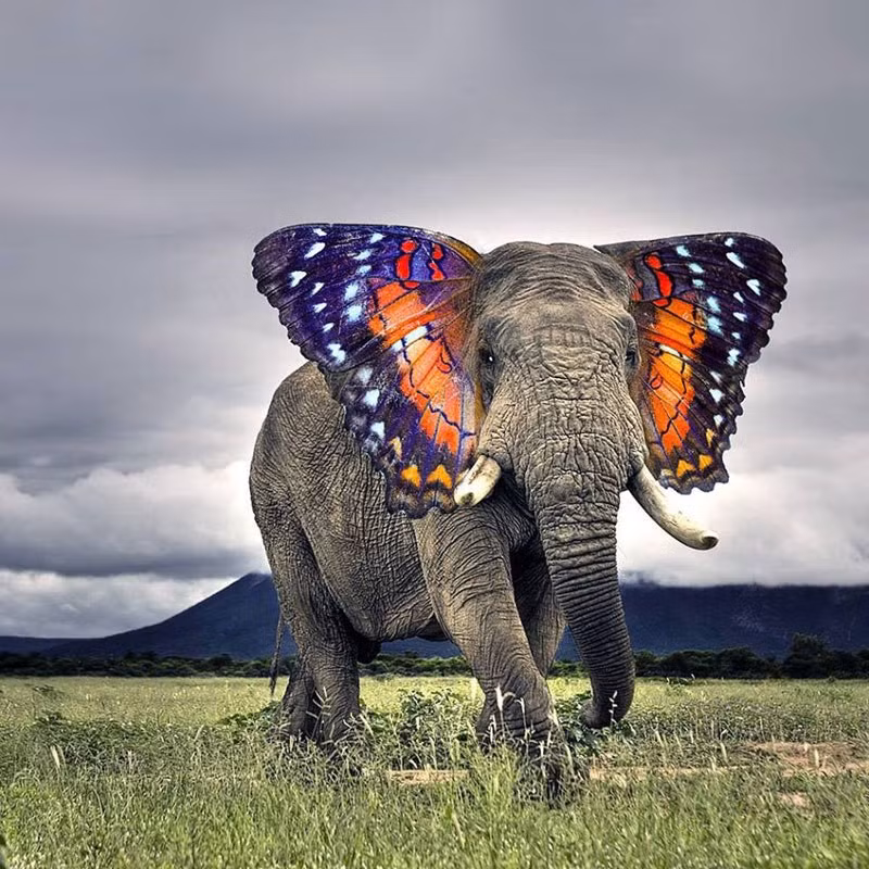 Khi voi lai với bướm, tuy không có thay đổi nhiều về hình dáng nhưng lại cực kỳ nổi bật và thu hút bởi màu sắc.