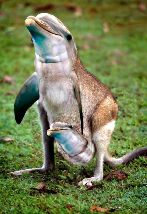 Khi cá heo lai chuột túi, bạn sẽ có loài vật kỳ quặc này.