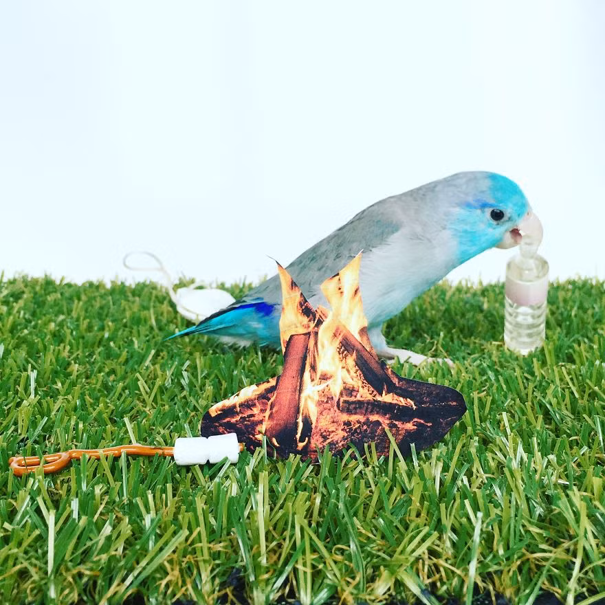 Parrorlet cũng rất chung thủy, chúng sẽ sống với nhau cả đời theo chế độ một vợ một chồng khi đã bắt cặp. (Nguồn Bored Panda)