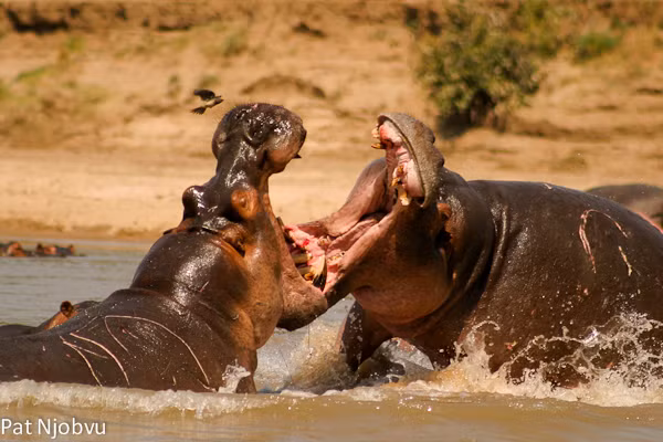 Những trận tử chiến của hà mã thường diễn ra vì tranh giành quyền lực, quyền thống trị. (Nguồn Sina)