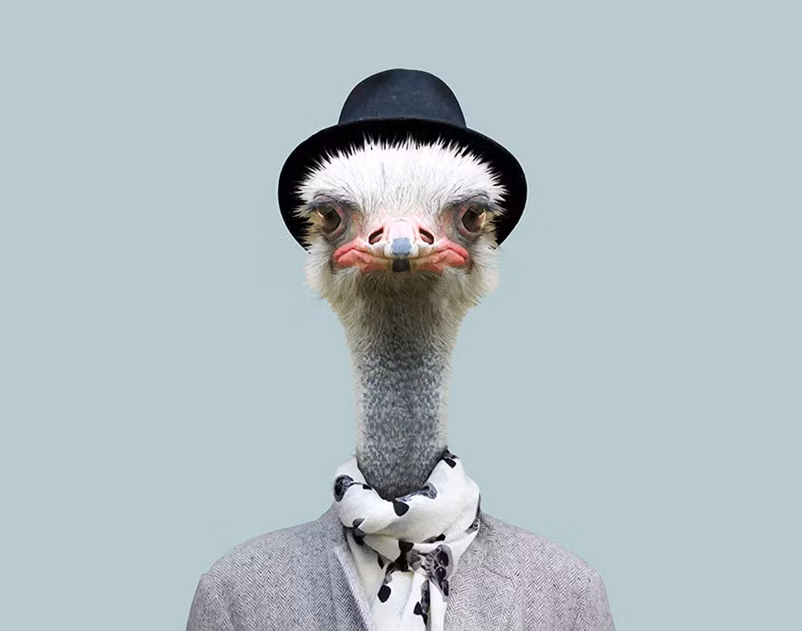 Đà điểu được diện vest và quấn khăn quàng cổ như một quý ông. (Nguồn Bored Panda)