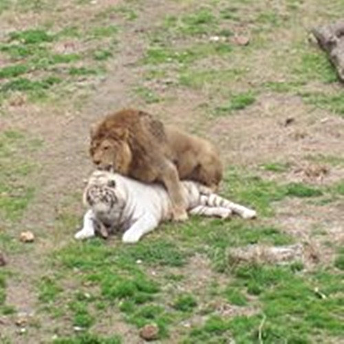 Thông thường, kết quả của những cuộc tình trái ngang giữa sư tử và hổ thường không mang lại kết quả.