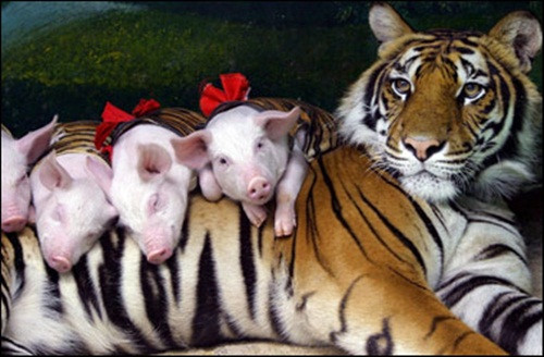 Tuy vậy, không thể phủ nhận rằng dù bị lợi dụng lòng tốt, lợi dụng tình yêu và bản năng làm mẹ nhưng bà mẹ hổ vằn vẫn cực kỳ yêu thương đàn lợn con.