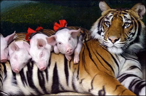 Tuy vậy, không thể phủ nhận rằng dù bị lợi dụng lòng tốt, lợi dụng tình yêu và bản năng làm mẹ nhưng bà mẹ hổ vằn vẫn cực kỳ yêu thương đàn lợn con.