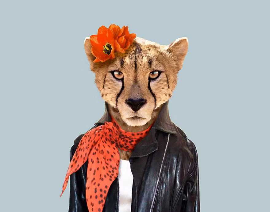 Báo hoa mai sành điệu với áo khoác da và phụ kiện nổi bật. (Nguồn Bored Panda)