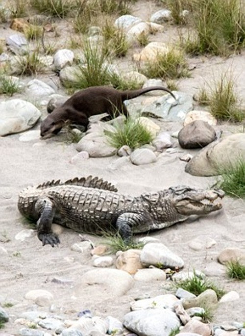 Tuy vậy, do ở trên cạn, hoạt động và tốc độ của cá sấu bị hạn chế rất nhiều, cứ mỗi khi gần đớp được rái cá, con rái cá lại nhanh hơn một bước, thoát khỏi hàm cá sấu. (Nguồn Sina)