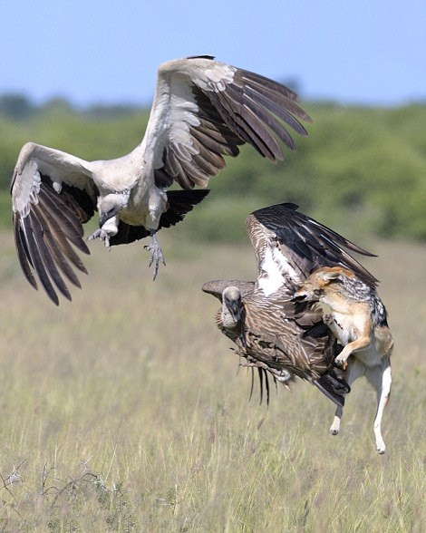 Trận chiến diễn ra cả trên không lẫn dưới mặt đất khiến nhiều người kinh ngạc. Con chó rừng dường như không bị ảnh hưởng bởi lực hấp dẫn của Trái đất, nó bật tung người lên cao hơn hẳn so với những ngọn cỏ và cắn xé, giật lông kền kền nhằm xua đuổi những con chim xấu tính. (Nguồn Dailymail)