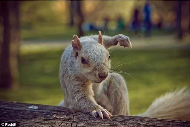 Mới đây, hình ảnh của một chú sóc xám có tư thế cực ngầu giống hệt như siêu anh hùng trong các bộ phim hành động viễn tưởng được đăng tải trên trang mạng Reddit, thách thức những "nghệ nhân photoshop". Chỉ ít giờ sau khi đăng tải, chú sóc xám đã trở thành chú sóc siêu anh hùng, nổi tiếng ở mọi lĩnh vực. (Nguồn Dailymail)