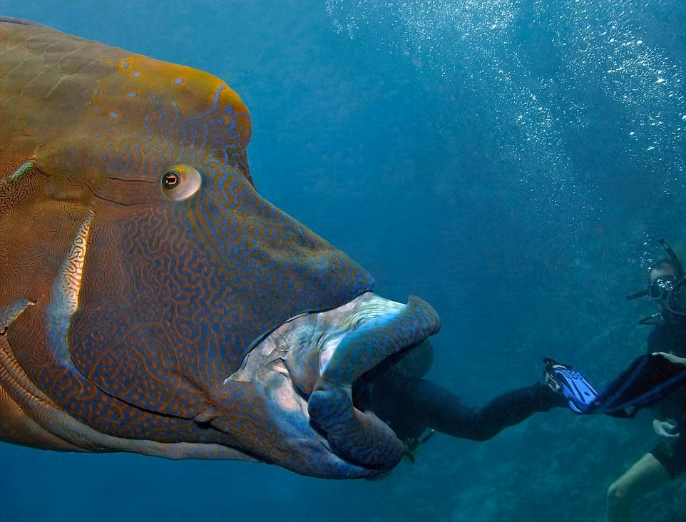 Tuy nhiên, trên thực tế, những hình ảnh cá khổng lồ nuốt người đầy kinh hãi này là sản phẩm của ảo ảnh quang học do các thợ lặn vui tính tạo ra. Họ lợi dụng khoảng cách và góc chụp để khiến bản thân mình giống như bị Wally, chú cá khổng lồ nổi tiếng nuốt trọn. Trong ảnh là Gary Brennand đang giả như bị cá Wally nuốt chửng. (Nguồn Dailymail)