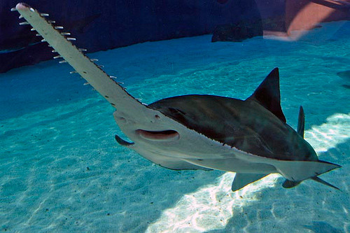 Có hai vây lưng, không có gai cứng. Khởi điểm vây lưng thứ nhất ở phía trước khởi điểm của vây bụng. Lưng màu nâu sẫm, bụng màu trắng.