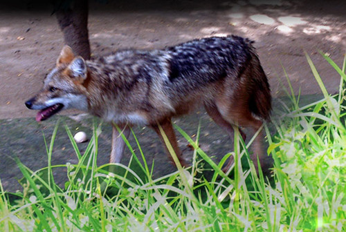 Sau này, nhóm nghiên cứu Việt Nam trong một lần khảo sát đã chụp được hình về loài chó sói, gửi cho Maria để minh chứng cho sự tồn tại của loài thú này ở Việt Nam cũng như vinh danh những đóng góp của cô về loài chó này. Trong ảnh là một sói rừng quý hiếm được chụp ở Tây Nguyên.