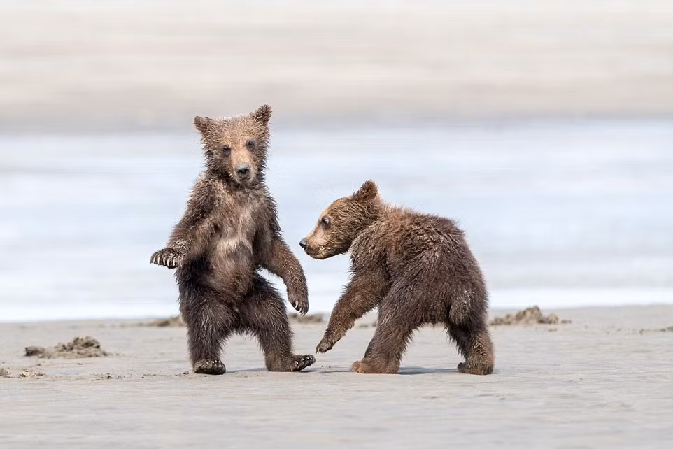 Sang được đến bờ bên kia, anh em gấu nâu chạy nhảy vui đùa như chưa từng sợ sệt, nhõng nhẽo mẹ.