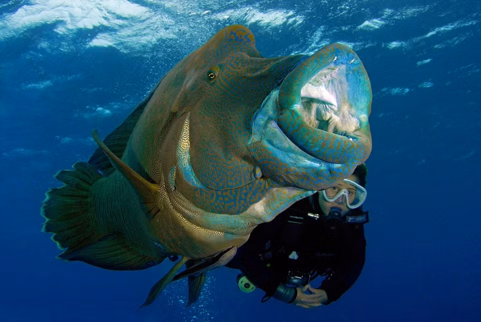 Cá đực có xanh lá cây tươi sáng, màu xanh tím, hoặc xanh lá cây/xanh biển đục. Cá chưa thành niên và cá cái có màu đỏ cam ở trên, và màu đỏ cam sang màu trắng dưới. (Nguồn Dailymail)