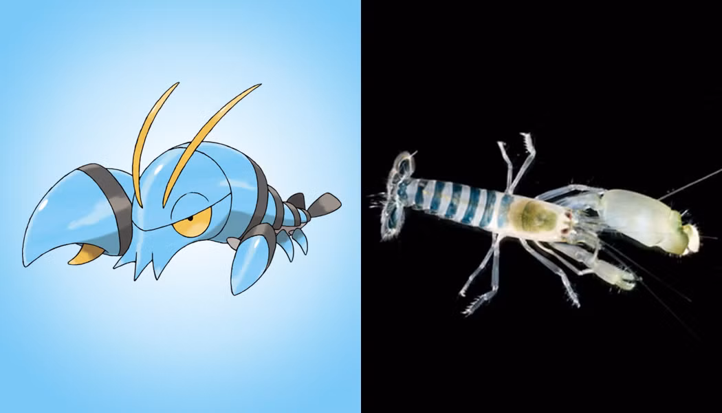 Clauncher là một Pokemon giáp xác màu lục lam, gây ấn tượng với hai râu màu vàng trên đỉnh đầu của nó. Clauncher có thể sử dụng một bên càng lớn hơn của nó để bắn nước nén giống như một khẩu súng lục bắn vào con mồi. Rất có thể, Claunder được lấy cảm hứng từ tôm gõ mõ hay còn gọi là tôm súng, tôm pháo, một họ tôm có đặc điểm nổi bật là cặp càng bất đối xứng. Tôm gõ mõ sử dụng chiếc càng lớn như một "khẩu súng" để phát ra âm thanh cường độ cao nhằm "bắn chết" con mồi cũng như dùng trong việc giao tiếp, liên lạc với đồng loại.