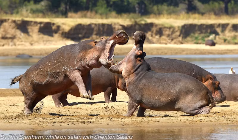 Mặc dù là cũng loài động vật ăn cỏ nhưng chúng lại không hiền lành và sống hòa bình như những loài ăn cỏ khác. Hà mã sẵn sàng đánh giết đồng loại chỉ vì những mâu thuẫn xã hội thông thường. (Nguồn Sina)