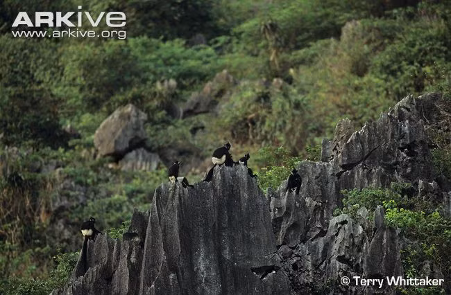 Đàn voọc mông trắng tụ tập trên gờ đá (Ảnh: Terry Whittaker).